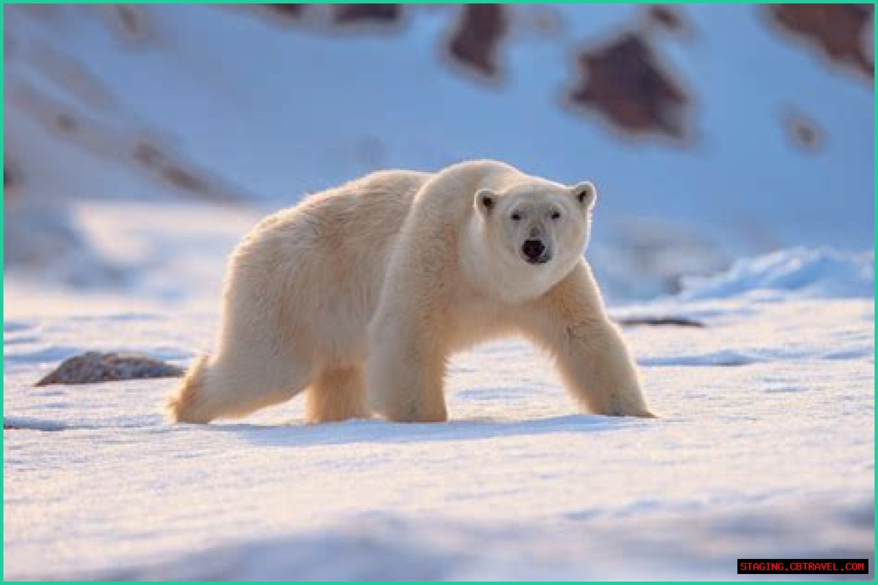 Discovering The Marvels Of Polar Bears In Arlington: A Comprehensive Guide